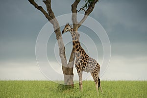 Giraffe and tree in natural landscape