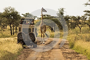 Giraffa alberi durante tramonto,. Selvaggio natura da. auto 