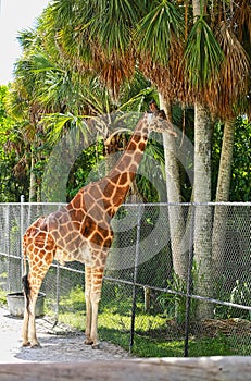 Giraffe trees profile Naples Zoo Florida