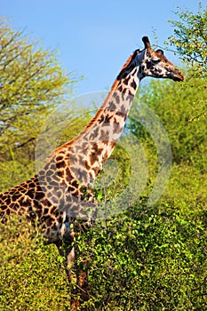 Giraffe among trees. Safari in Serengeti, Tanzania, Africa