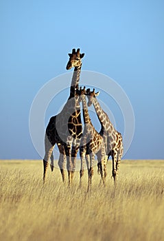 Giraffe triangle in yellow grasslands