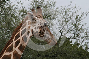 Giraffe