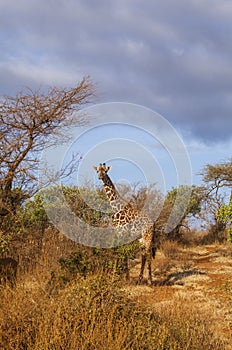 Giraffe in Tsavo National Park, Kenya.