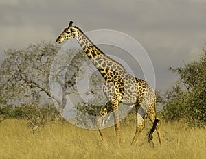 Giraffe in Tsavo National park Kenya Africa