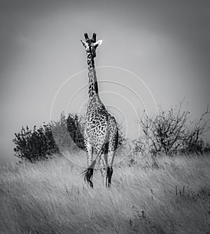 Giraffe in Tsavo West National Park Kenya East Africa. Black And Whiteraffe in Tsavo West National Park Kenya East Africa. Black A