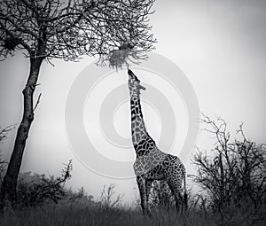 Giraffe in Tsavo West National Park Kenya East Africa.Eating. Black And White