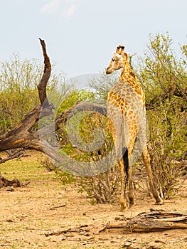 Giraffe turning head left in african savanna with an oxpecker