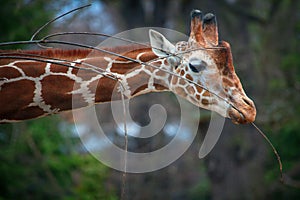 Giraffe with twigs