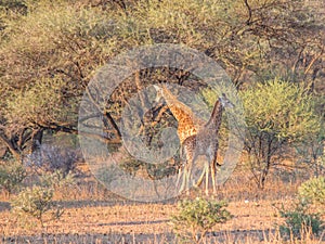 Giraffe twins in the African bush