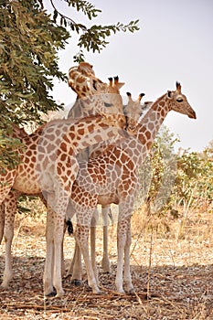 Giraffe with two babies,Koure, Niger