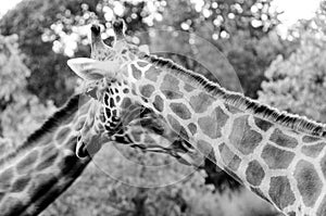 Giraffe two head and neck BW