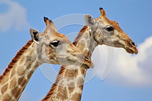 Giraffe - Two heads in the Clouds