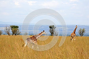 Giraffe, Uganda, Africa