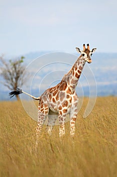 Giraffe, Uganda, Africa