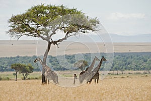 Giraffe under a tree in the Masai Mara, Kenya photo