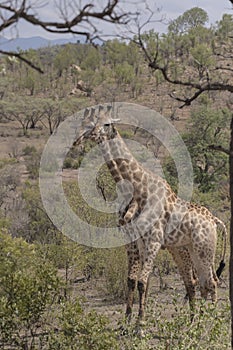 Giraffe, Ungulate Mammal, standing side by side