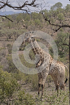 Giraffe, Ungulate Mammal, standing side by side photo