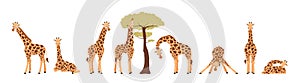 Giraffe in various poses set, flat vector illustration isolated on white.