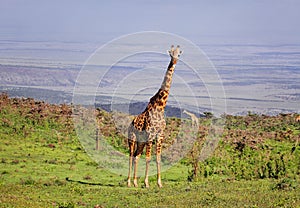 Giraffe in the vast Ngorongoro Reserve