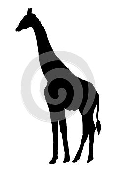 Giraffe vector illustration black silhouette