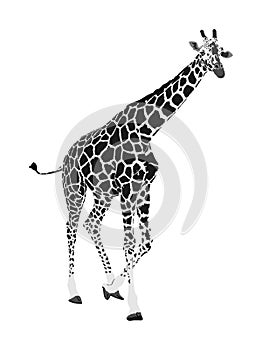 Giraffe vector illustration isolated on white background. African animal.