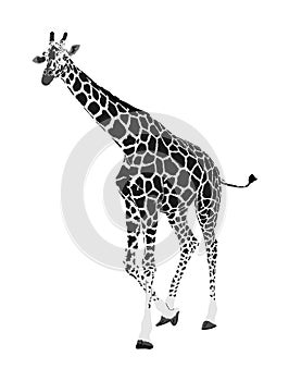 Giraffe vector illustration isolated on white background. African animal. Tallest animal. Safari trip attraction.