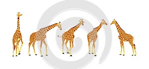 Giraffe vector illustration isolated on white background. African animal. Tallest animal. Safari trip attraction. Big five. Group
