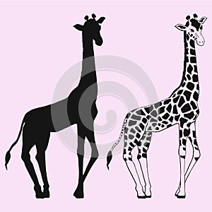 Giraffe vector silhouette isolated