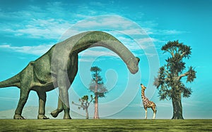 Giraffe vs brachiosaurus