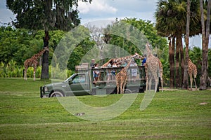 Giraffe waiting lettuce leaves from people enjoying , safari at Busch Gardens. 5