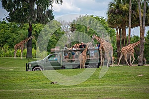 Giraffe waiting lettuce leaves from people enjoying , safari at Busch Gardens. 3