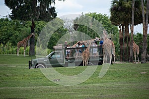 Giraffe waiting lettuce leaves from people enjoying , safari at Busch Gardens. 1
