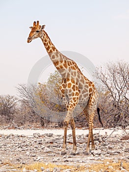 Giraffe walk in Etosha National Park, Namibia, Africa.