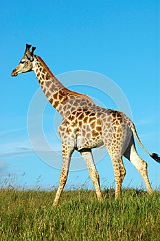 Giraffe walking
