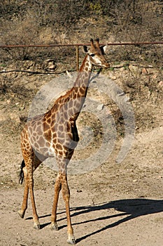 Giraffe walking