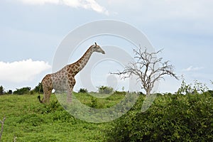 Giraffe walking across horizon