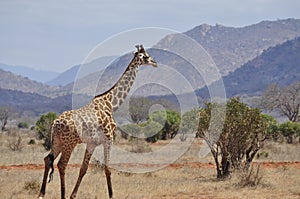 Giraffe walking Africa