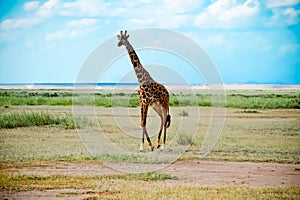 Giraffe walking African savanna