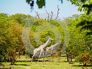 Giraffe walking in african savanna