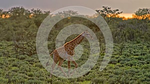 Giraffe Walking Through African Savannah 