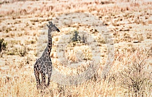 A giraffe walking in the african savannah