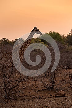 Giraffe Walking in the African Savannah during Sunset, South Africa