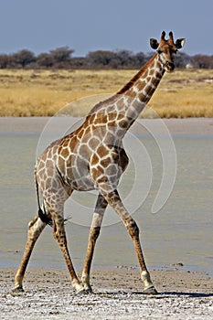 Giraffe walking along Etosha pan, Namibia