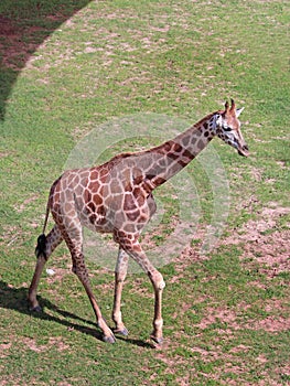 Giraffe walking along the grass