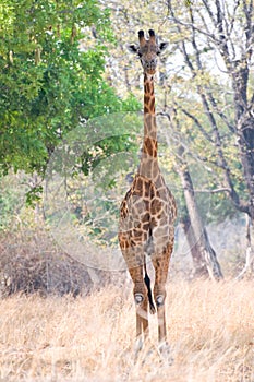 Giraffe walking in the bush