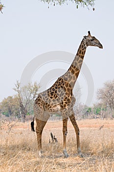Giraffe walking in the bush
