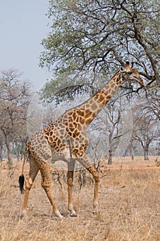 Giraffe walking in the bush