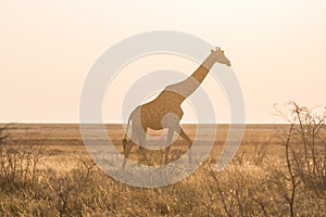 Giraffe walking in the bush on the desert pan at sunset. Wildlife Safari in the Etosha National Park, the main travel destination
