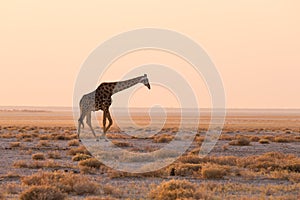 Giraffe walking in the bush on the desert pan at sunset. Wildlife Safari in the Etosha National Park, the main travel destination