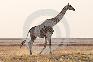 Giraffe walking in the bush on the desert pan. Wildlife Safari in the Etosha National Park, the main travel destination in Namibia